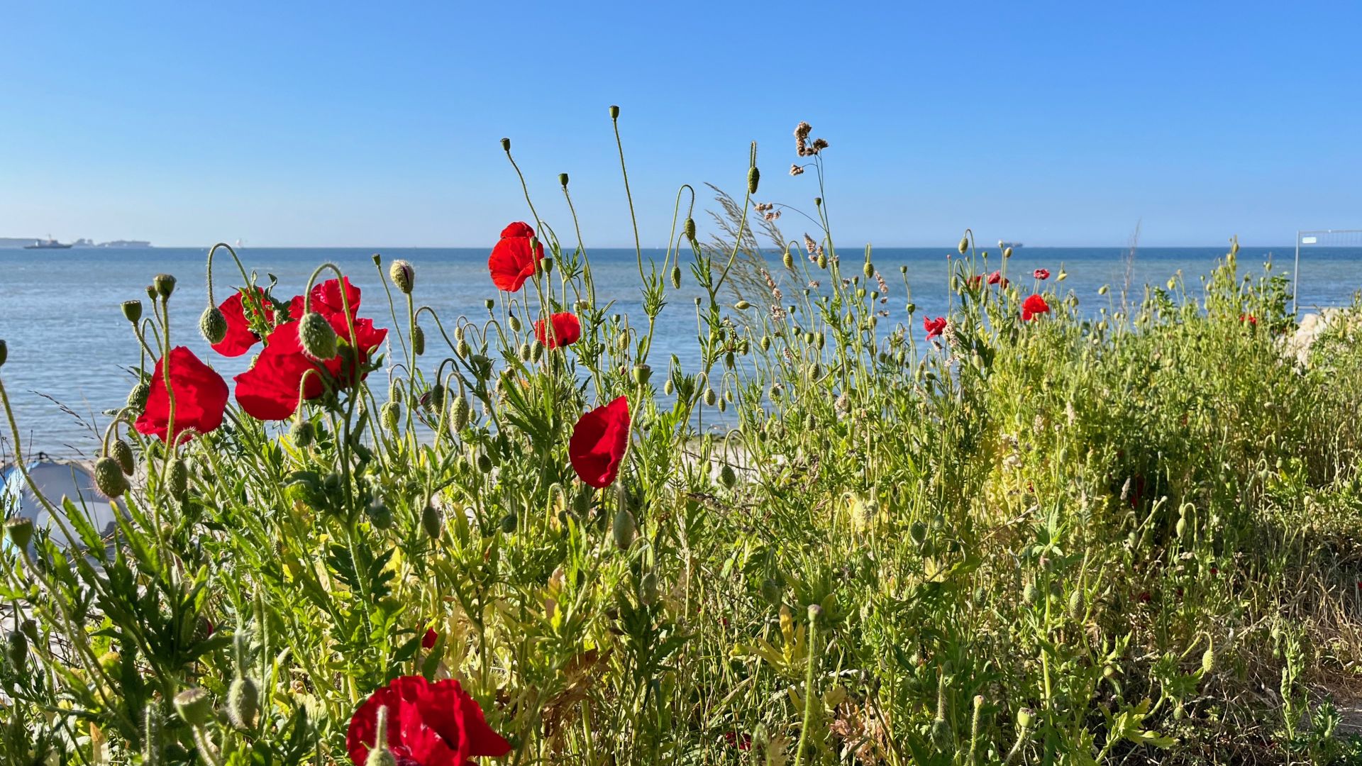 Bild von Blumen vor der Förde